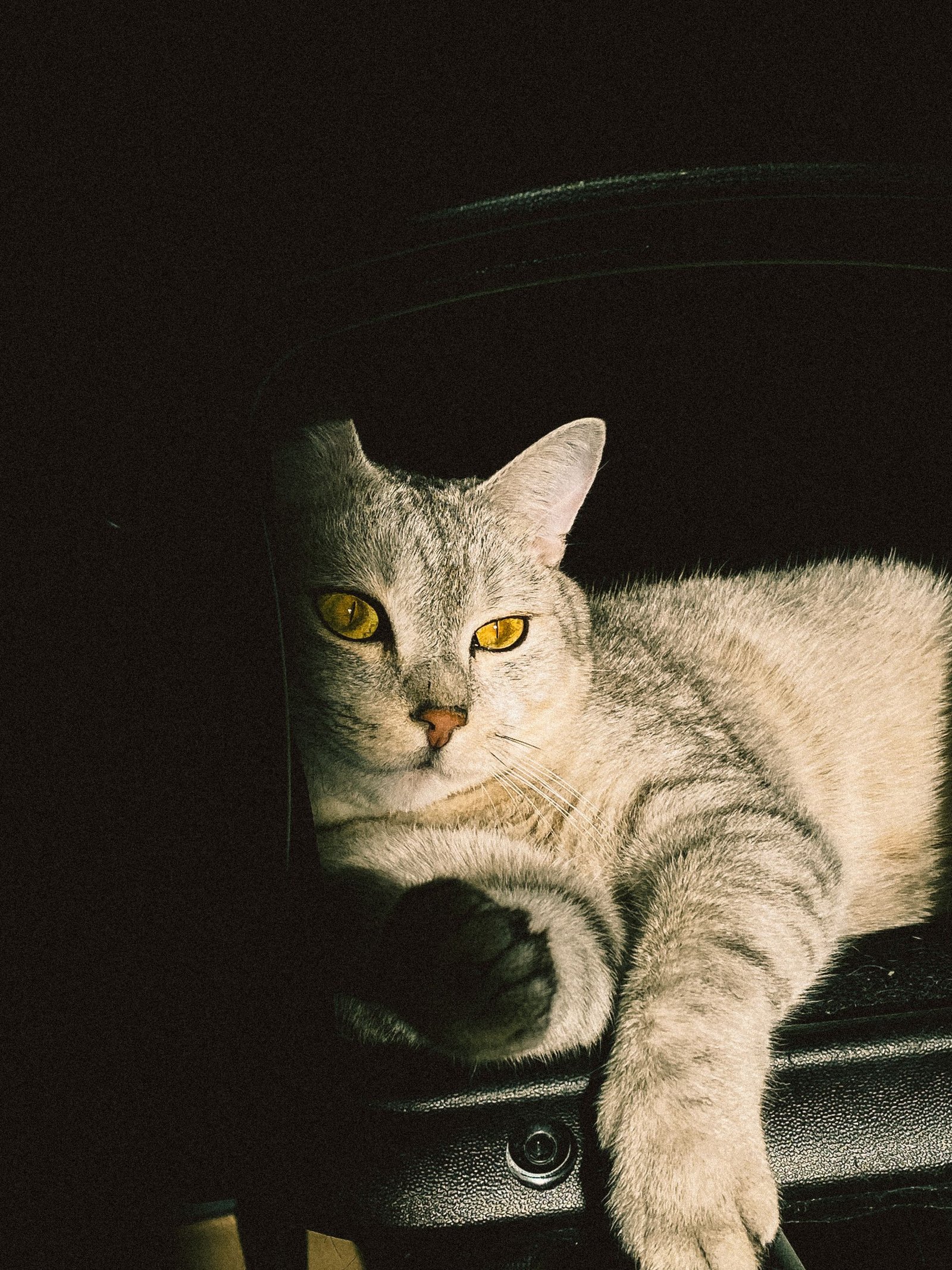 miauw pentest